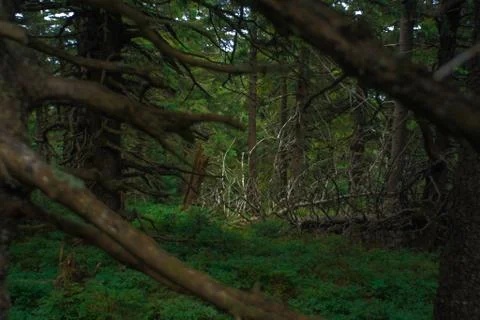 Spruce magic Stock Photos