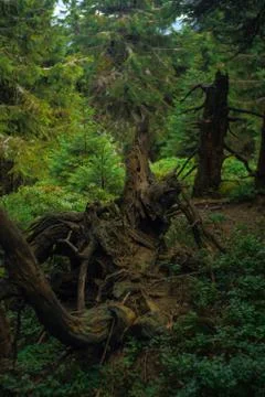 Spruce magic Stock Photos