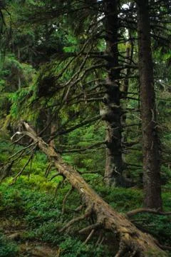 Spruce magic Stock Photos