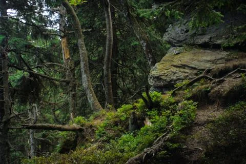 Spruce magic Stock Photos