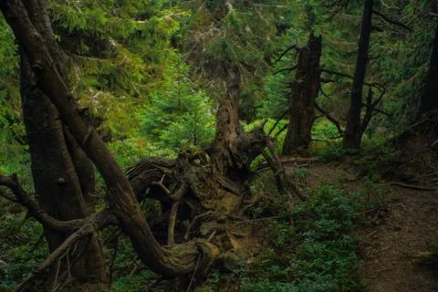 Spruce magic Stock Photos