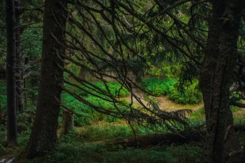 Spruce magic Stock Photos