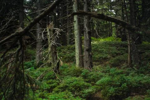 Spruce magic Stock Photos