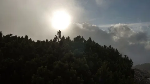 Spruce in mountain top on background of rapidly running clouds. sunset. smooth Stock-Footage 77617763