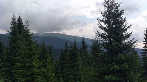 Spruce mountains and sky Environment in sunny day ature in the Carpathians Gr Stock Footage 115484236