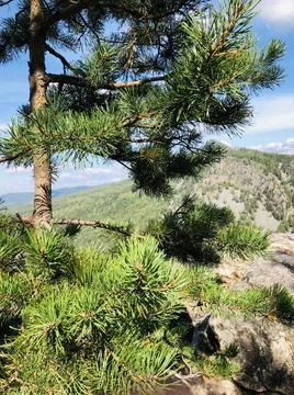 Spruce in the mountains Foto stock