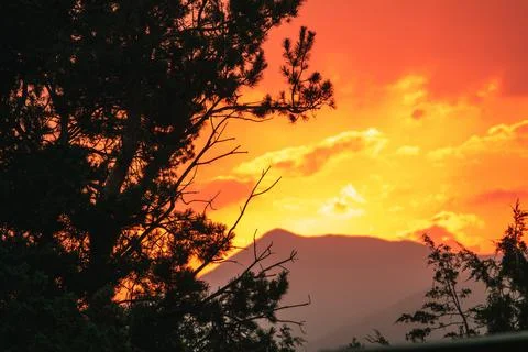 Spruce in the mountains at sunset Stock-Fotos
