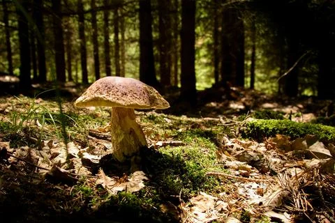 Spruce mushroom 库存照片