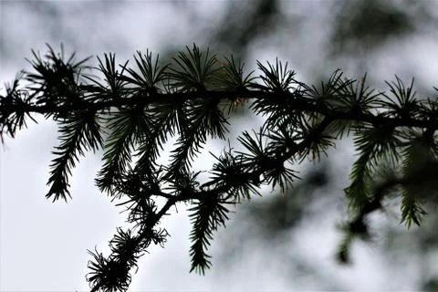 Spruce needles on the branch as a close-up in the backlight Stock Photos