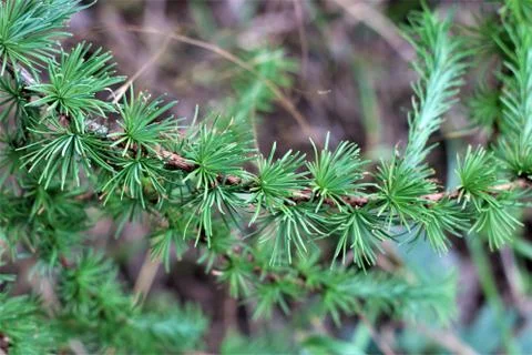 Spruce needles on the branch as a close-up Stock Photos