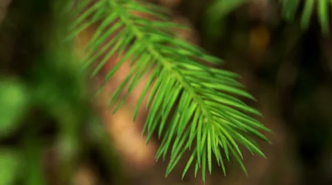 Spruce needles Video stock 39844547