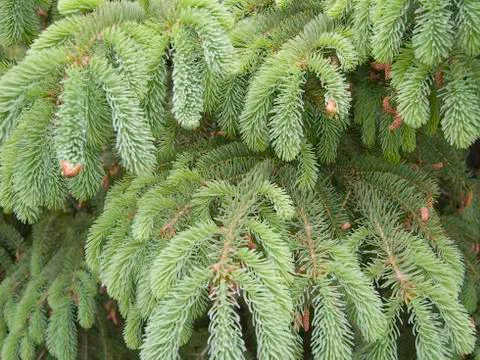 Spruce Needles Stock Photos