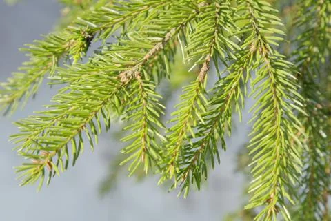 Spruce needles Stock Photos