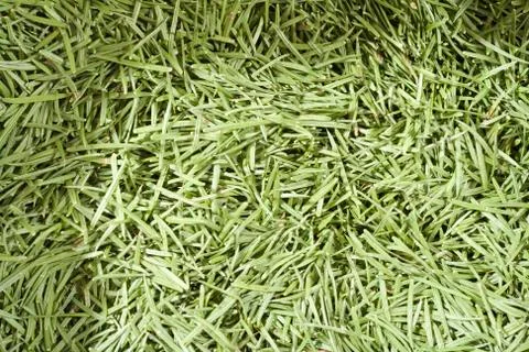 Spruce needles Stock Photos