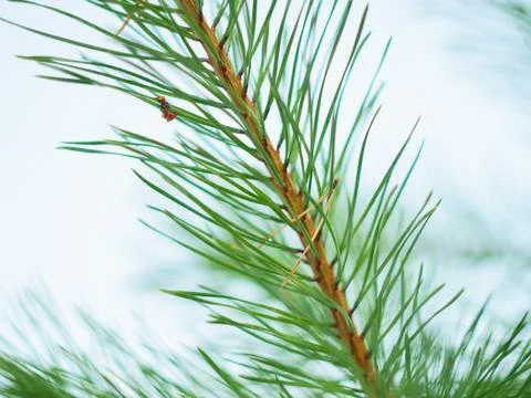 Spruce needles Stock Photos