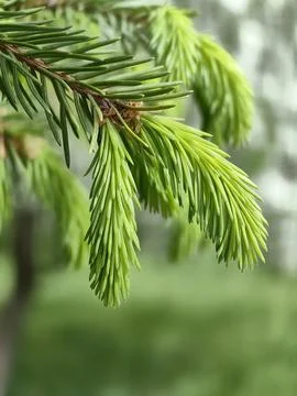 Spruce needles 스톡 사진