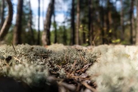 Spruce needles on the Pine Forest Moss. Blurry Background. Stock Photos