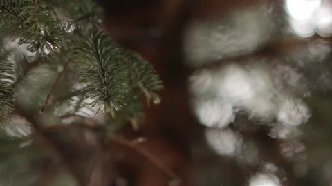 Spruce Needles with Raindrops Stock Footage 77563603