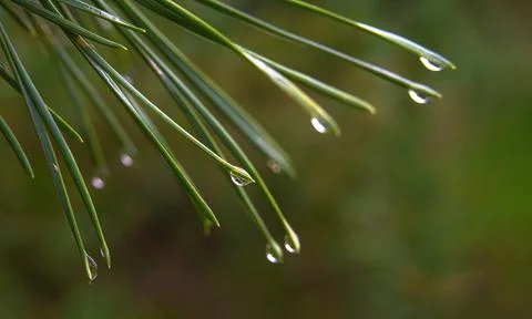 Spruce needles with raindrops on them. soft, selective focus Stock Photos