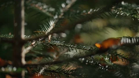 Spruce needles shining in the sun Stock Footage 194134316