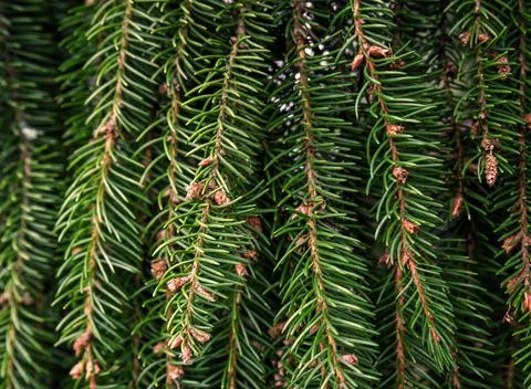 Spruce needles with small cones close photo Stock Photos