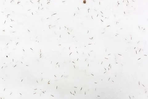 Spruce needles in the snow. Stock Photos