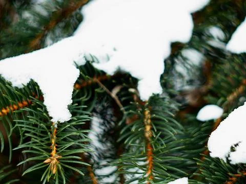 Spruce needles in the snow Stock Photos
