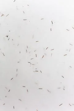 Spruce needles in the snow. Stock Photos