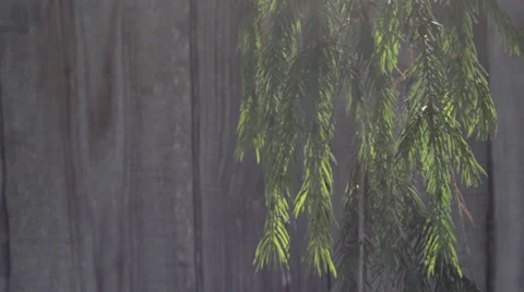 Spruce needles in the sun Stock Footage 36230964