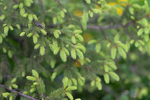 Spruce new shoot macro texture, close focus on pale green needles and tiny .. Stock Photos