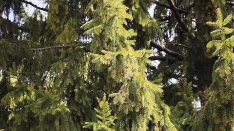 Spruce park  background  texture wood 스톡 동영상 107635643