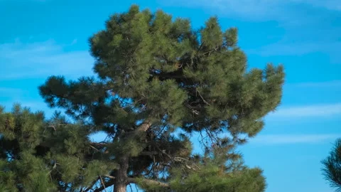 Spruce park under sun light. Stock Footage 258978741