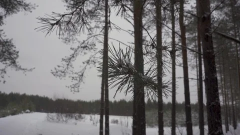 Spruce paw in the winter forest Stock Footage 104689773