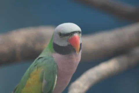 The Spruce Pets &amp; Parrot Stock Photos
