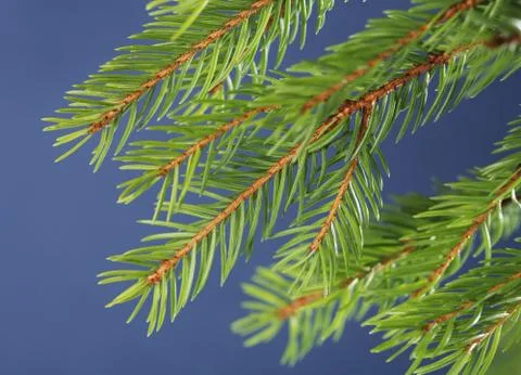 Spruce Stock Photos