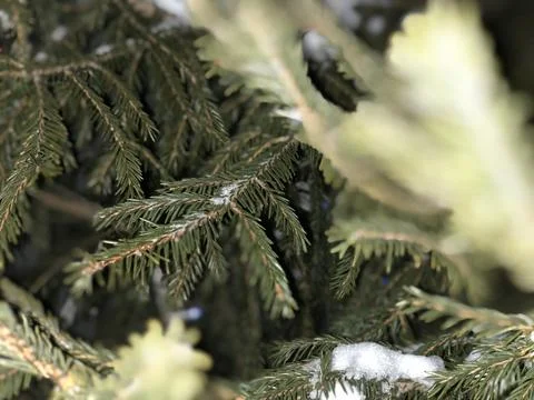 Spruce Stock Photos