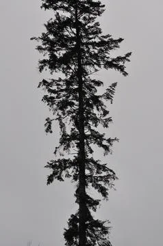 Spruce Stock Photos