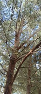 Spruce Stock Photos