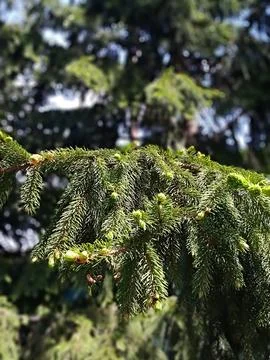 Spruce 스톡 사진
