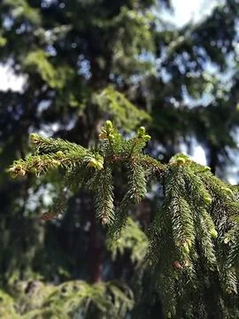 Spruce 스톡 사진
