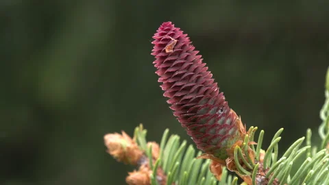 Spruce (Picea abies) Abete rosso,Ppeccio Stock Footage 242982853