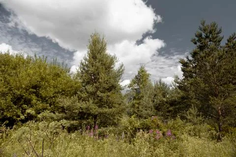 Spruce, pine and deciduous trees in a forest glade overgrown with various her Stock Photos
