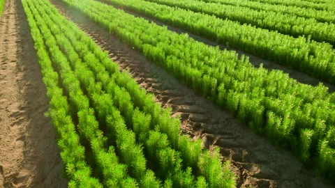 Spruce, pine and spruce seedlings. Stock Footage 157531900