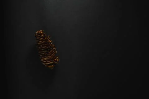 Spruce pine cone on a black background. Minimalism. New year and christmas Stock Photos