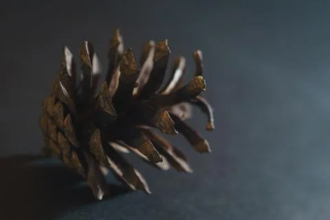 Spruce pine cone on a black background. Minimalism. Stock Photos
