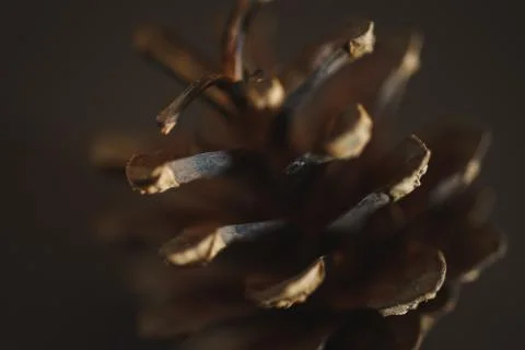 Spruce pine cone on a black background. Minimalism. Stock Photos