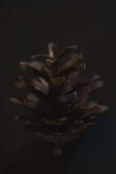 Spruce pine cone on a black background. Minimalism. Stock Photos