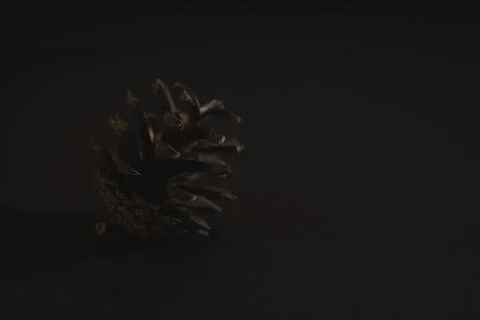 Spruce pine cone on a black background. Minimalism. Stock Photos