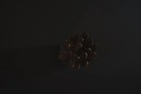 Spruce pine cone on a black background. Minimalism. Stock Photos