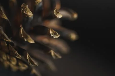 Spruce pine cone on a black background. Minimalism. Stock Photos
